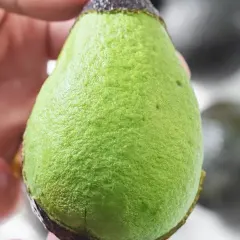 智利精选即食牛油果 24枚特大果/件（六合一）