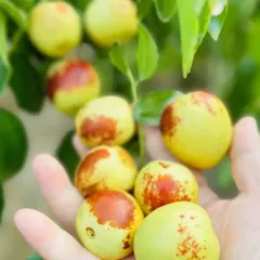 大荔冬枣 2斤泡沫箱装