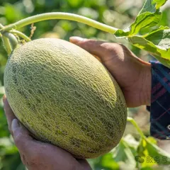 苦豆哈蜜瓜 4枚/件 约13-15斤