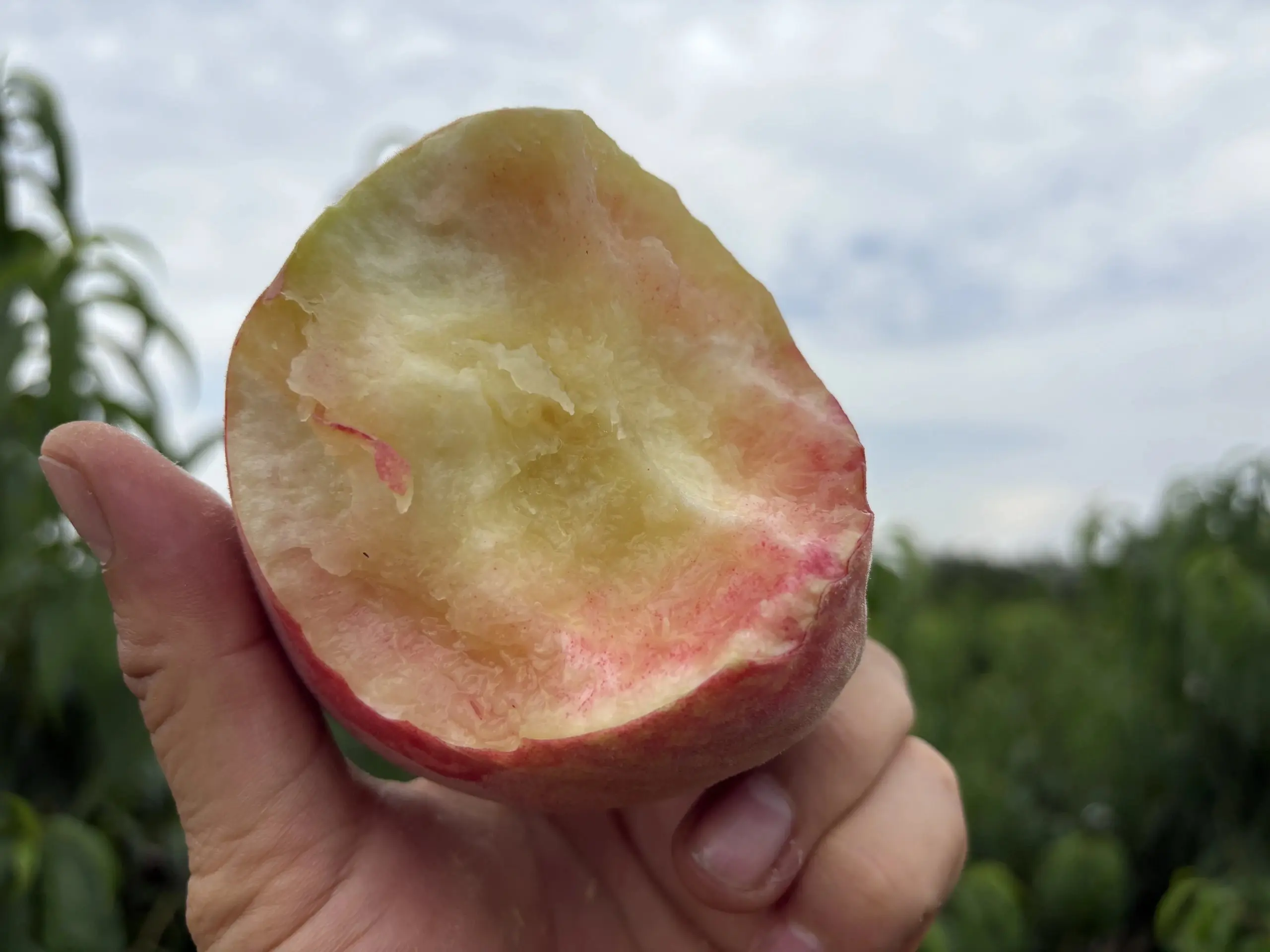 龙泉小玉露蜜桃