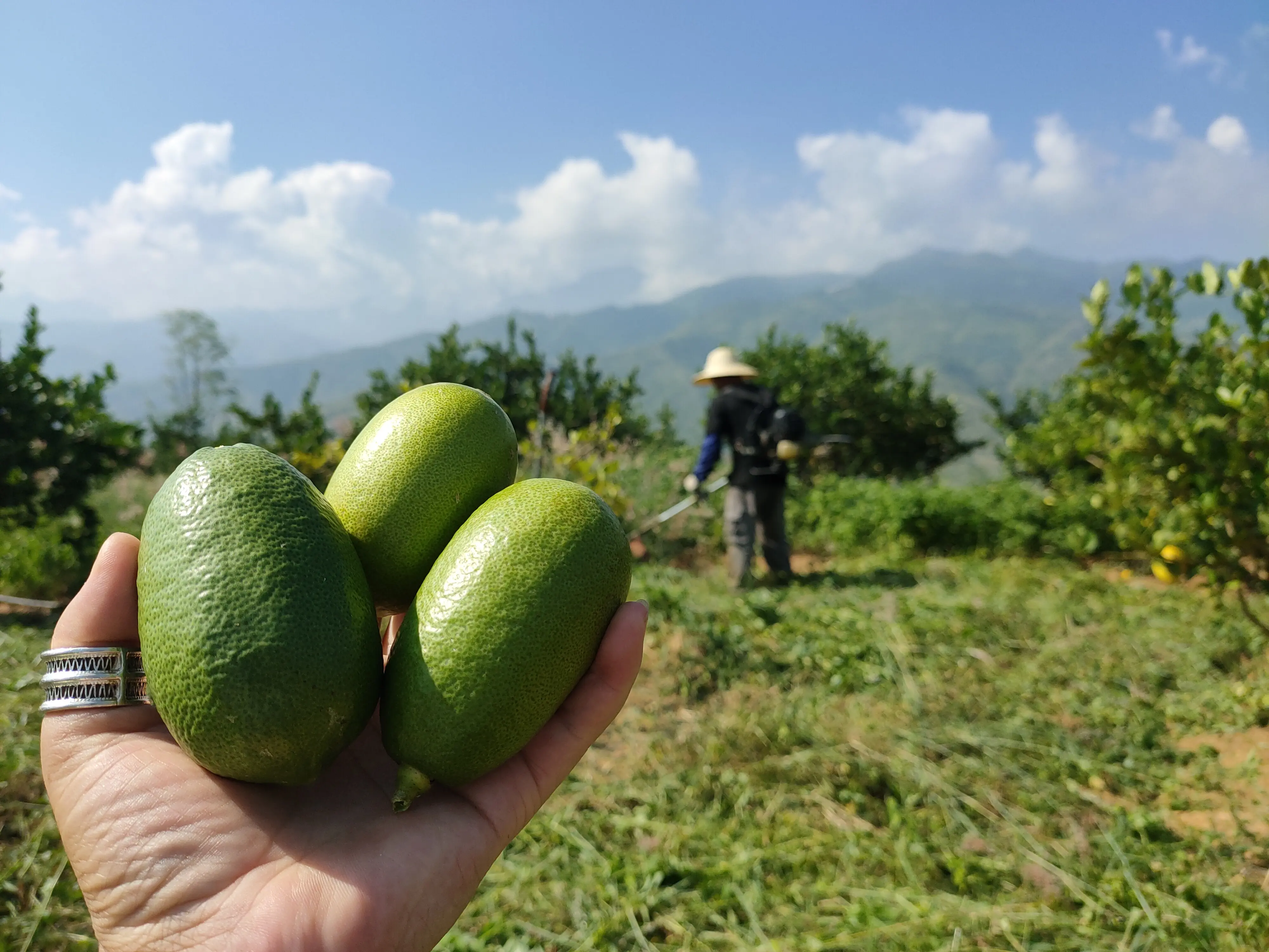 有机香水柠檬