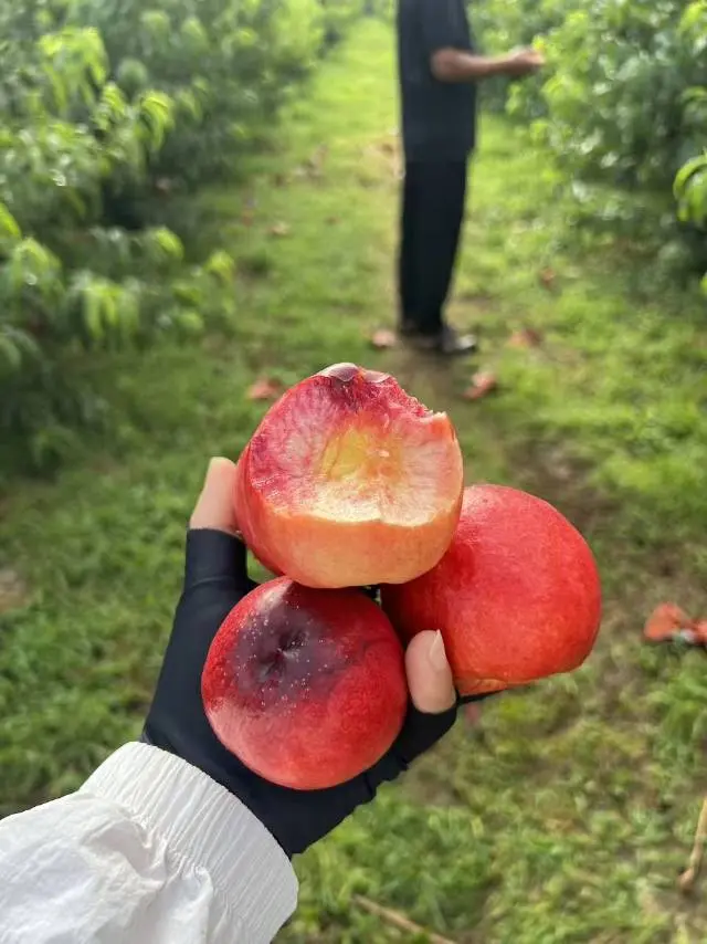 新品种玫瑰油桃