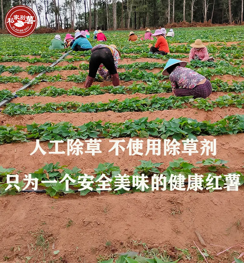 海南私家榴蜜金薯（红薯/蜜薯）SGS290项农残检测未检出