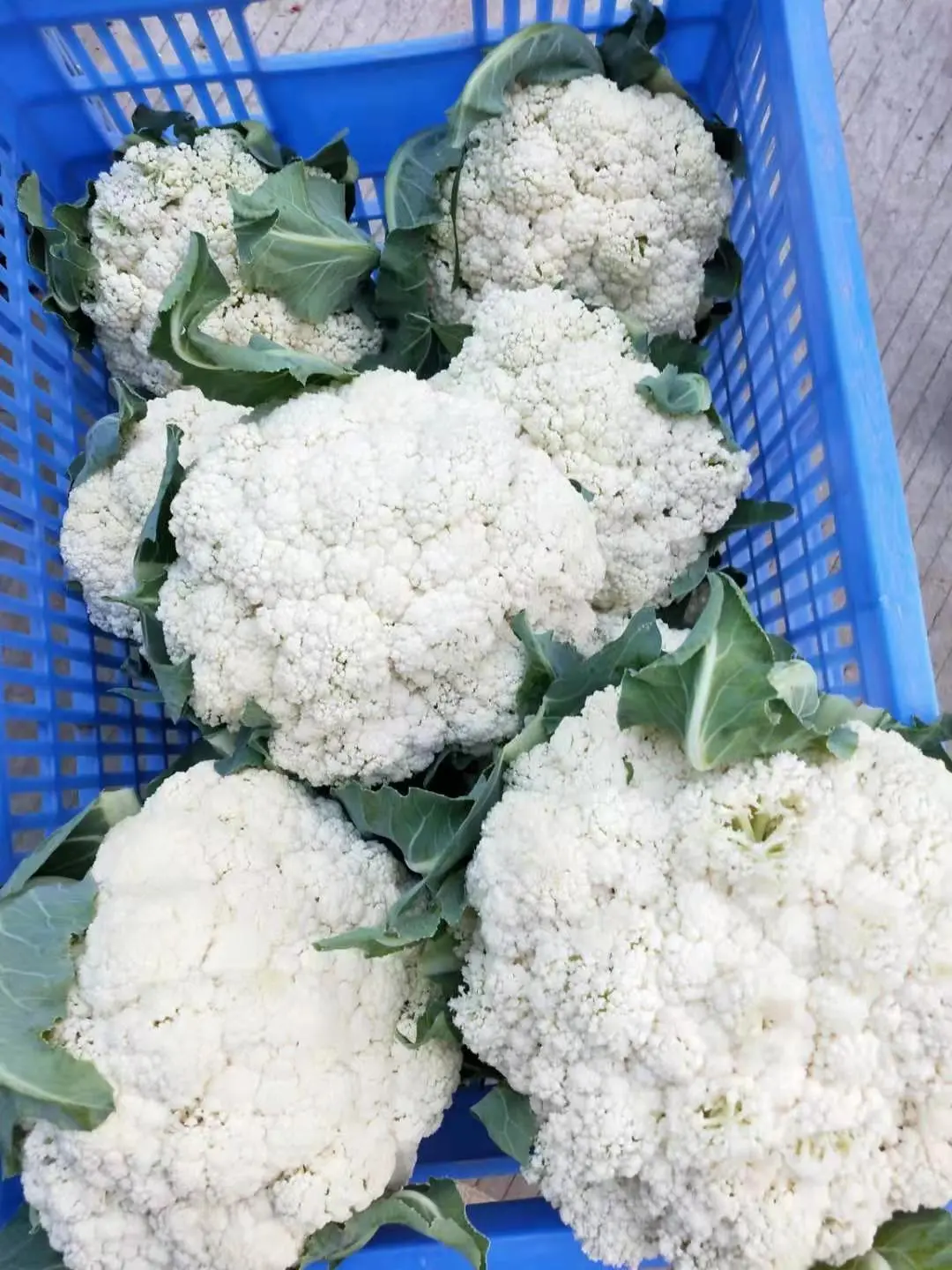 生态散花菜