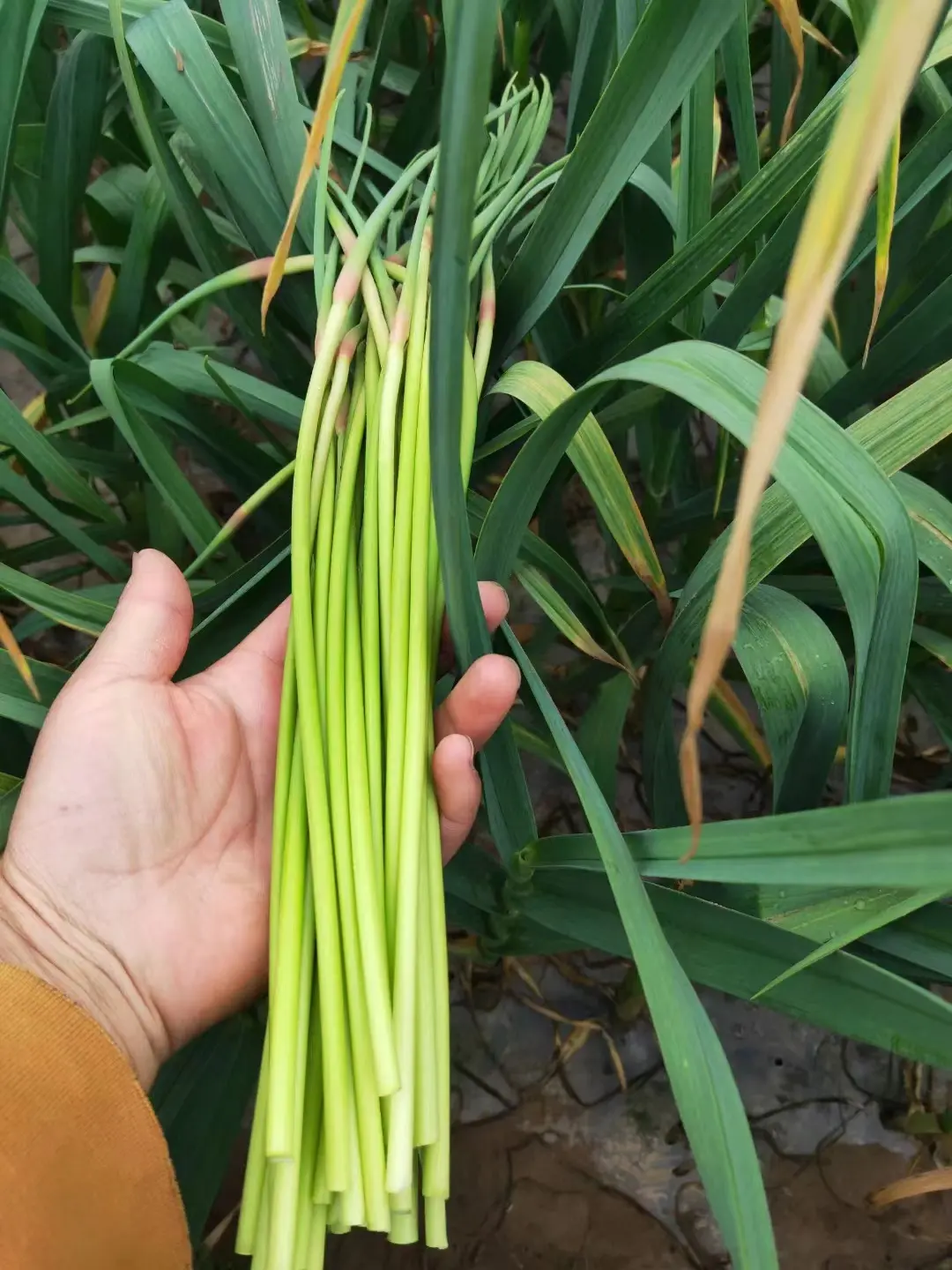 生态农家大锅菜 蒜苔（蒜薹）