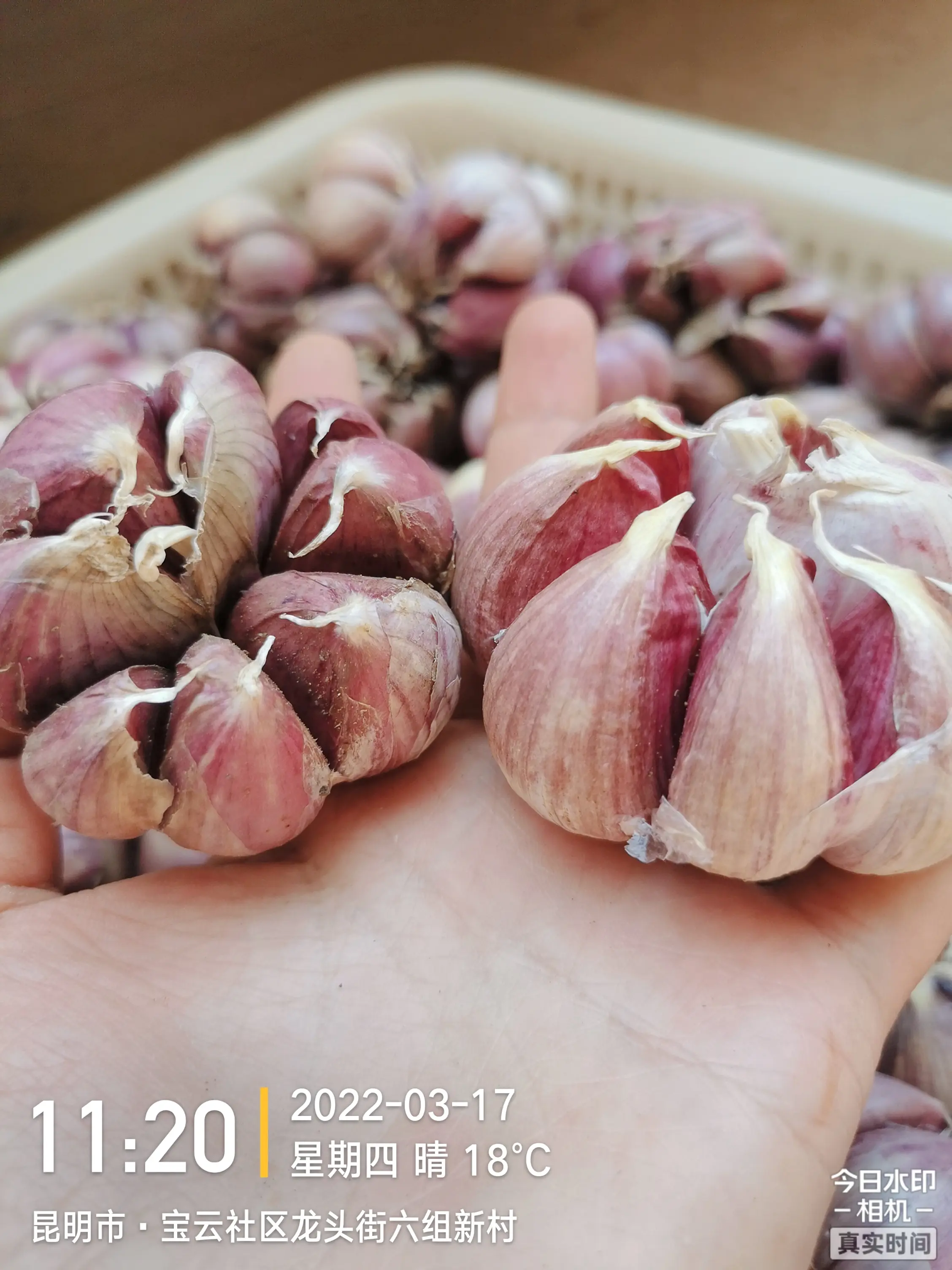 特大号优质紫瓣蒜头
