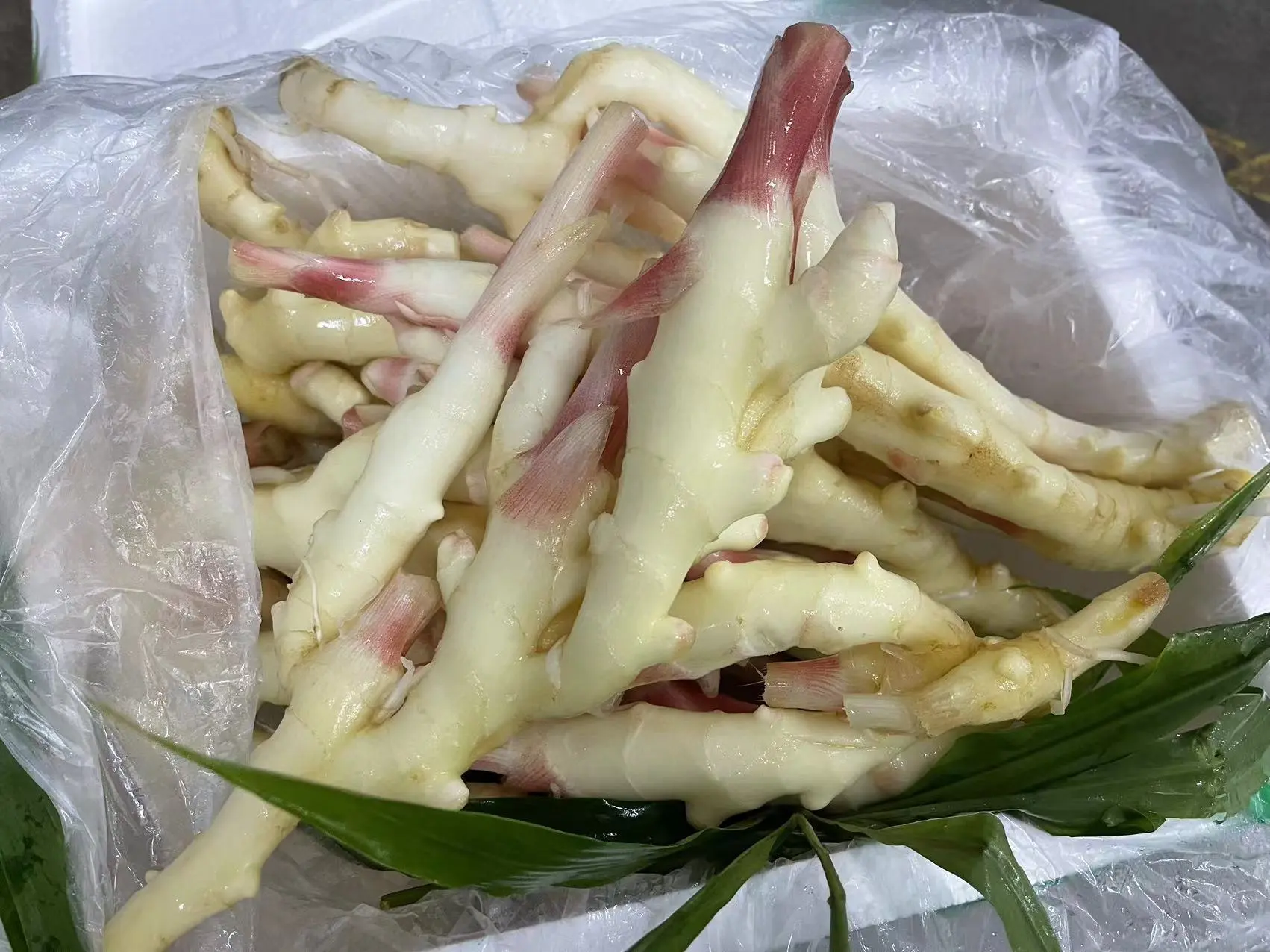 生态鲜嫩仔姜（“冬吃萝卜夏吃姜”可醋泡子姜）