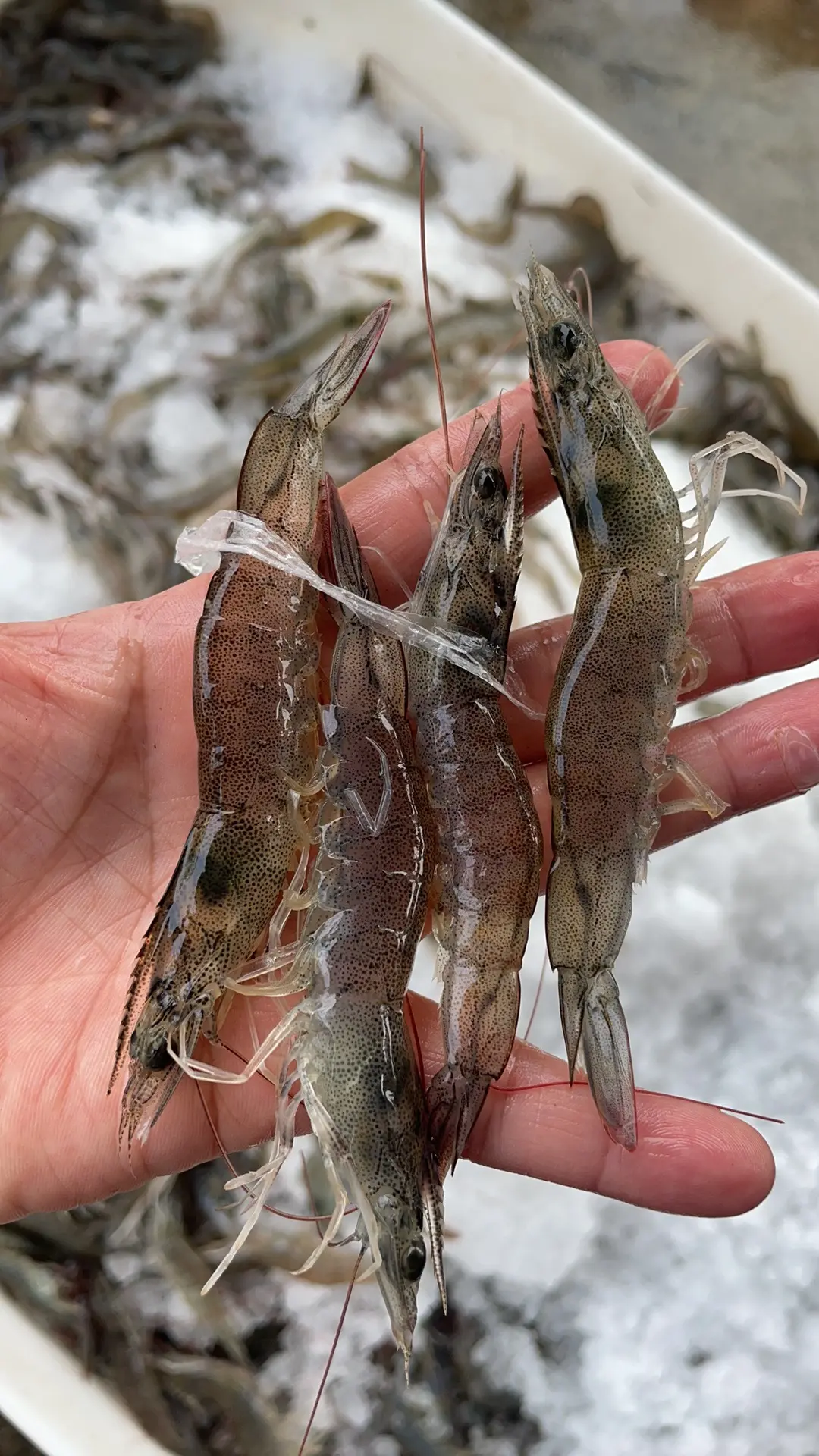 小海虾（散装）