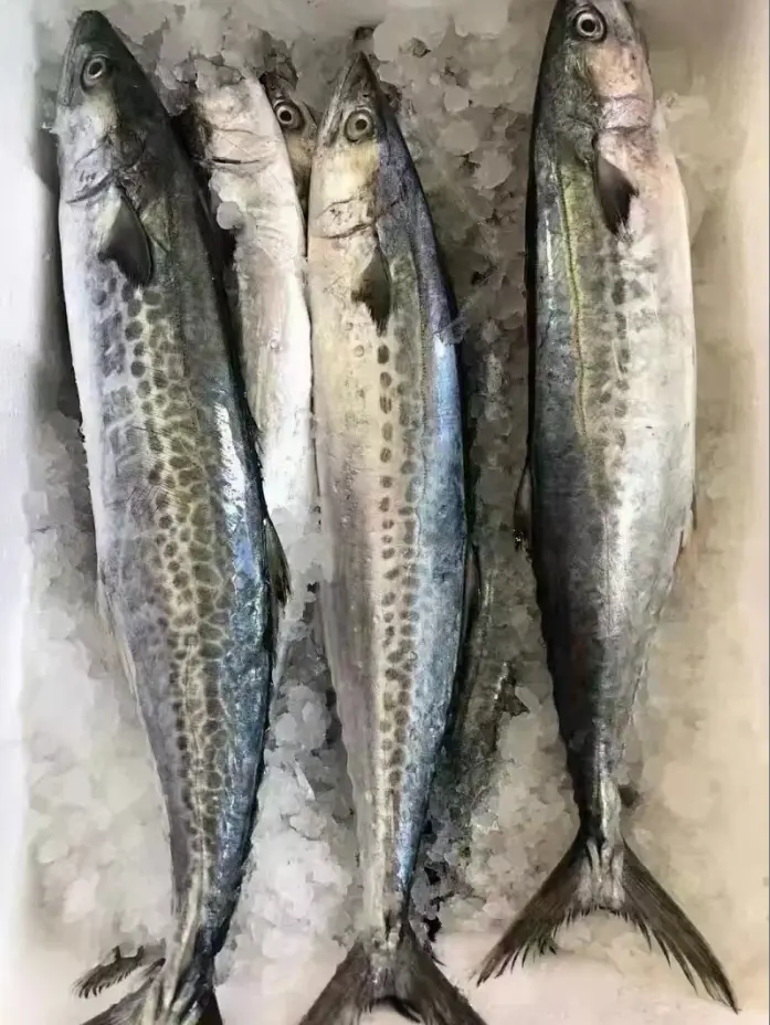 深海马鲛鱼