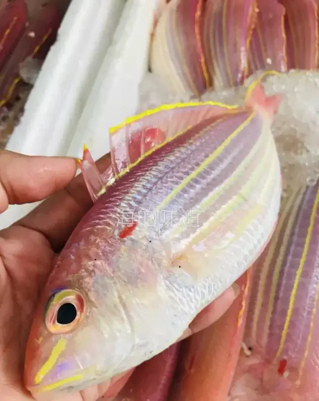 海捕野生金三线（好吃的红杉鱼品种）