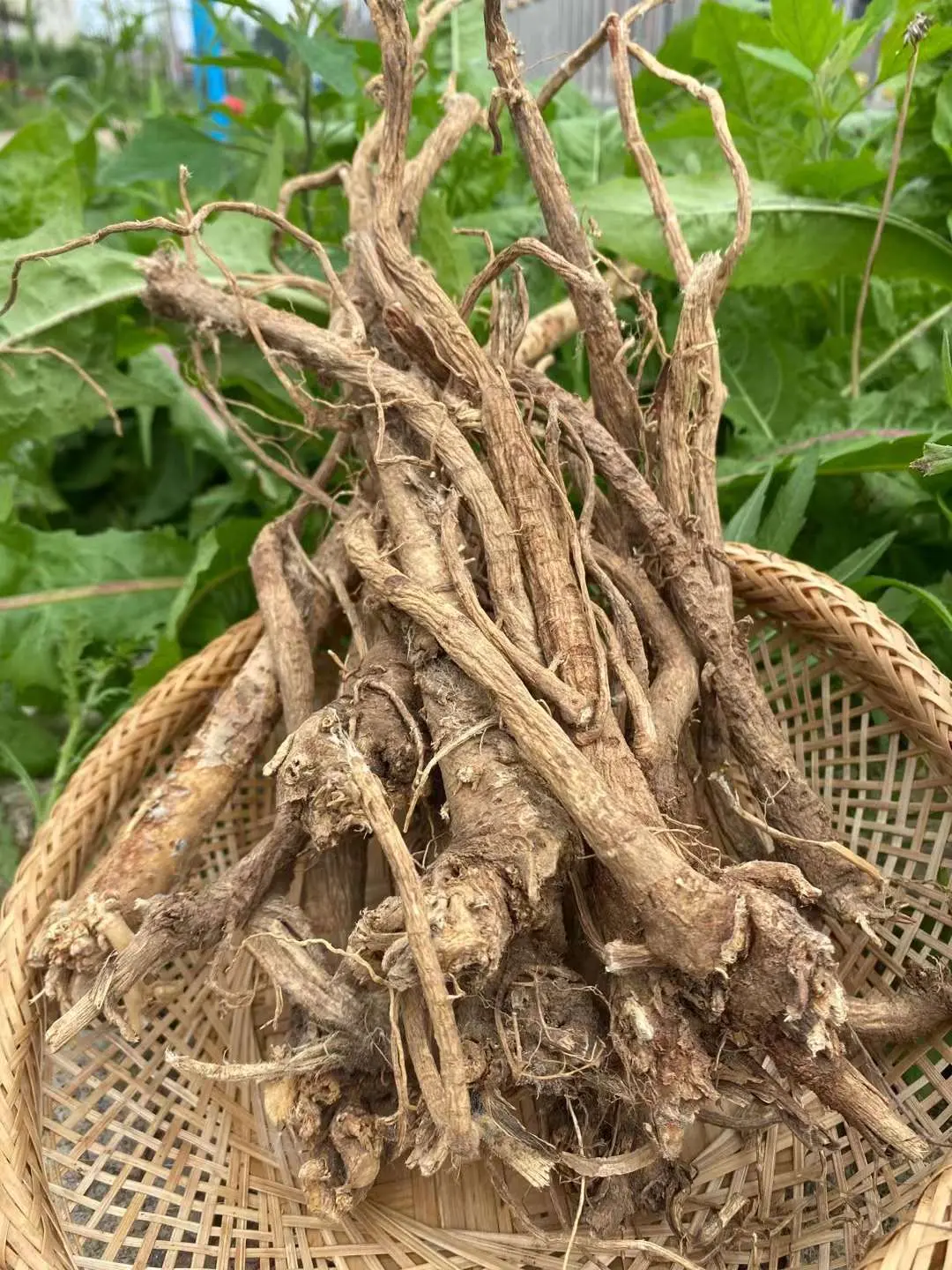 长白山野生黄芪150g/袋装