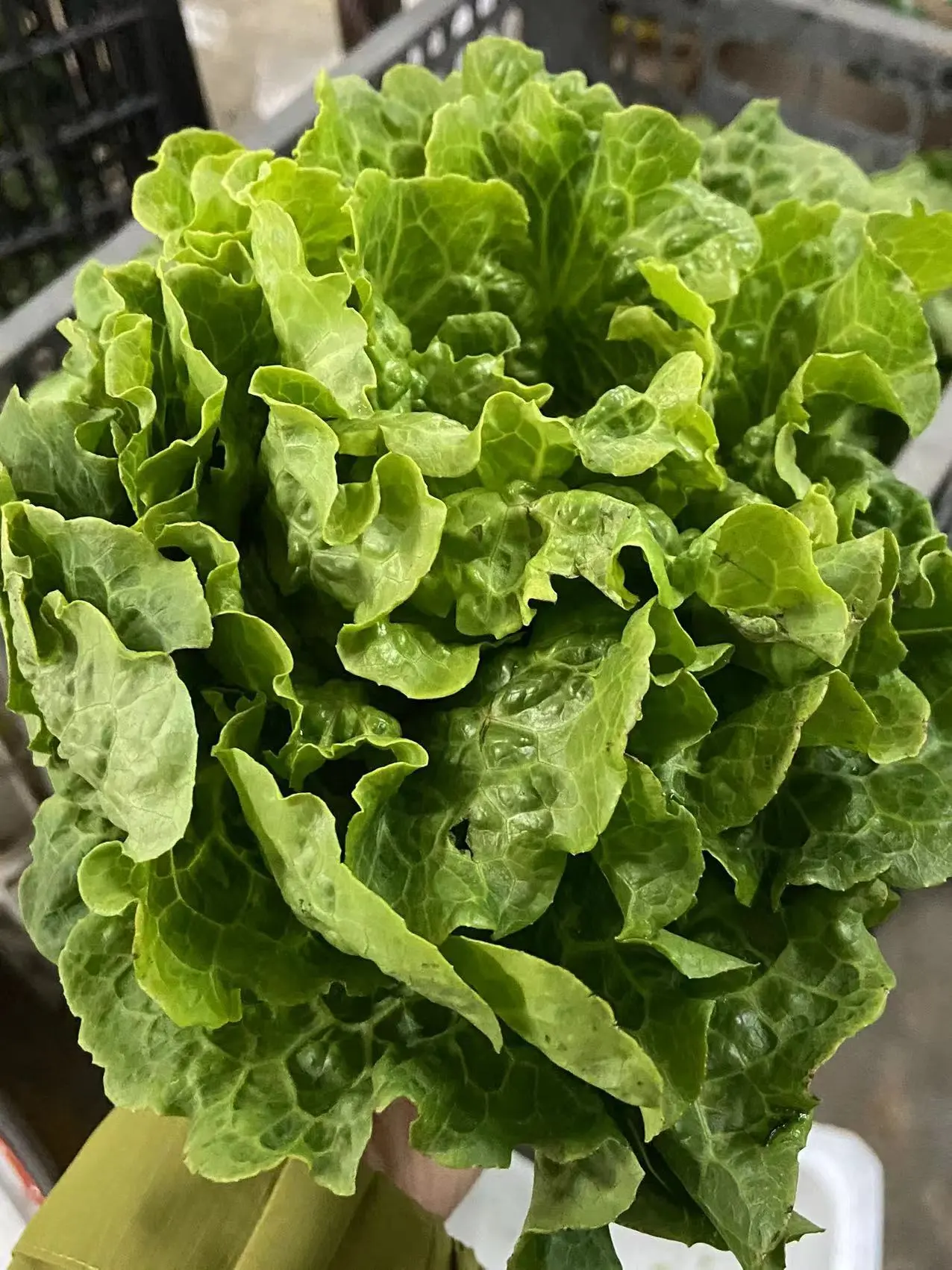 农家生菜
