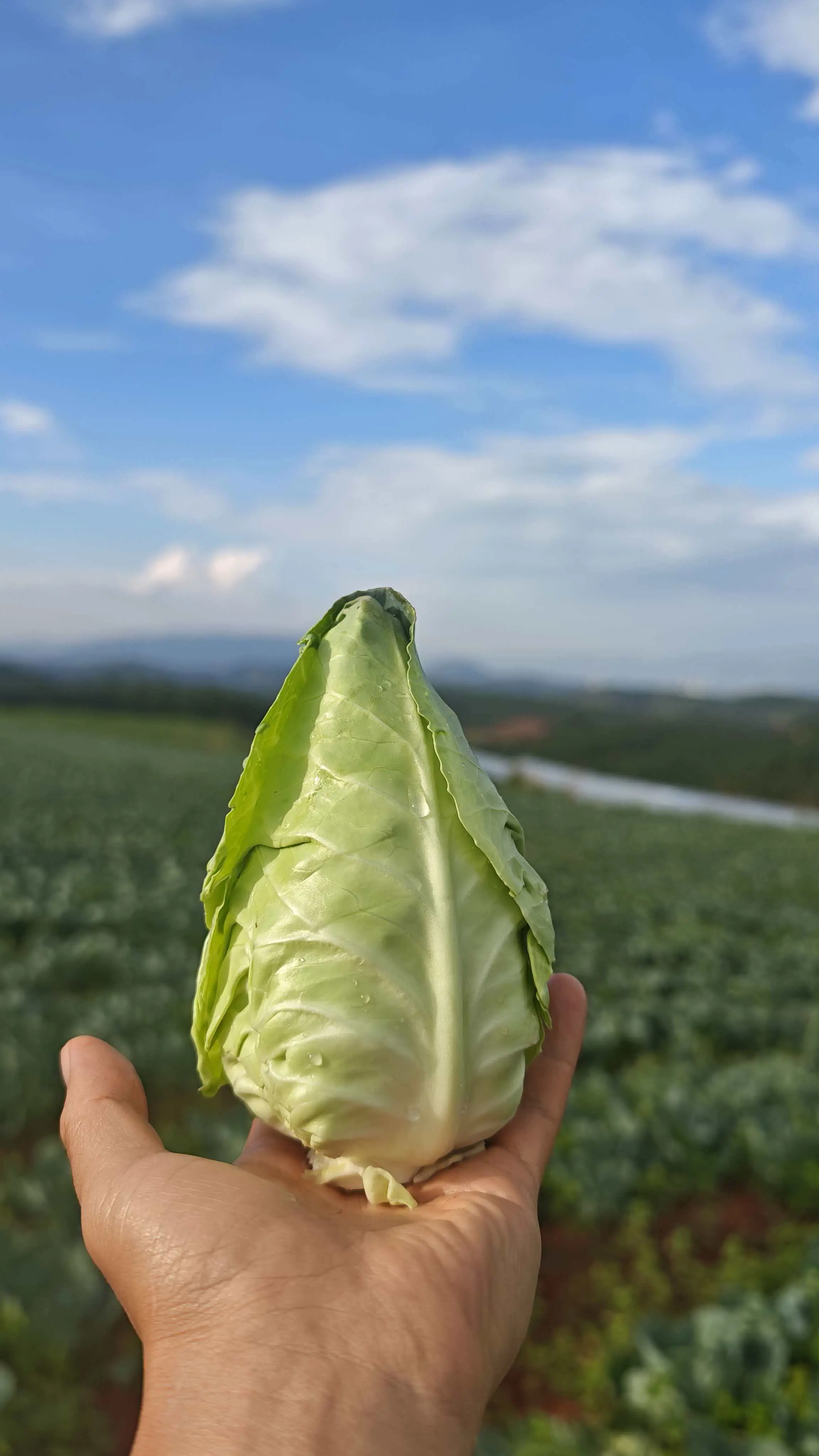 水果沙拉手撕牛心包