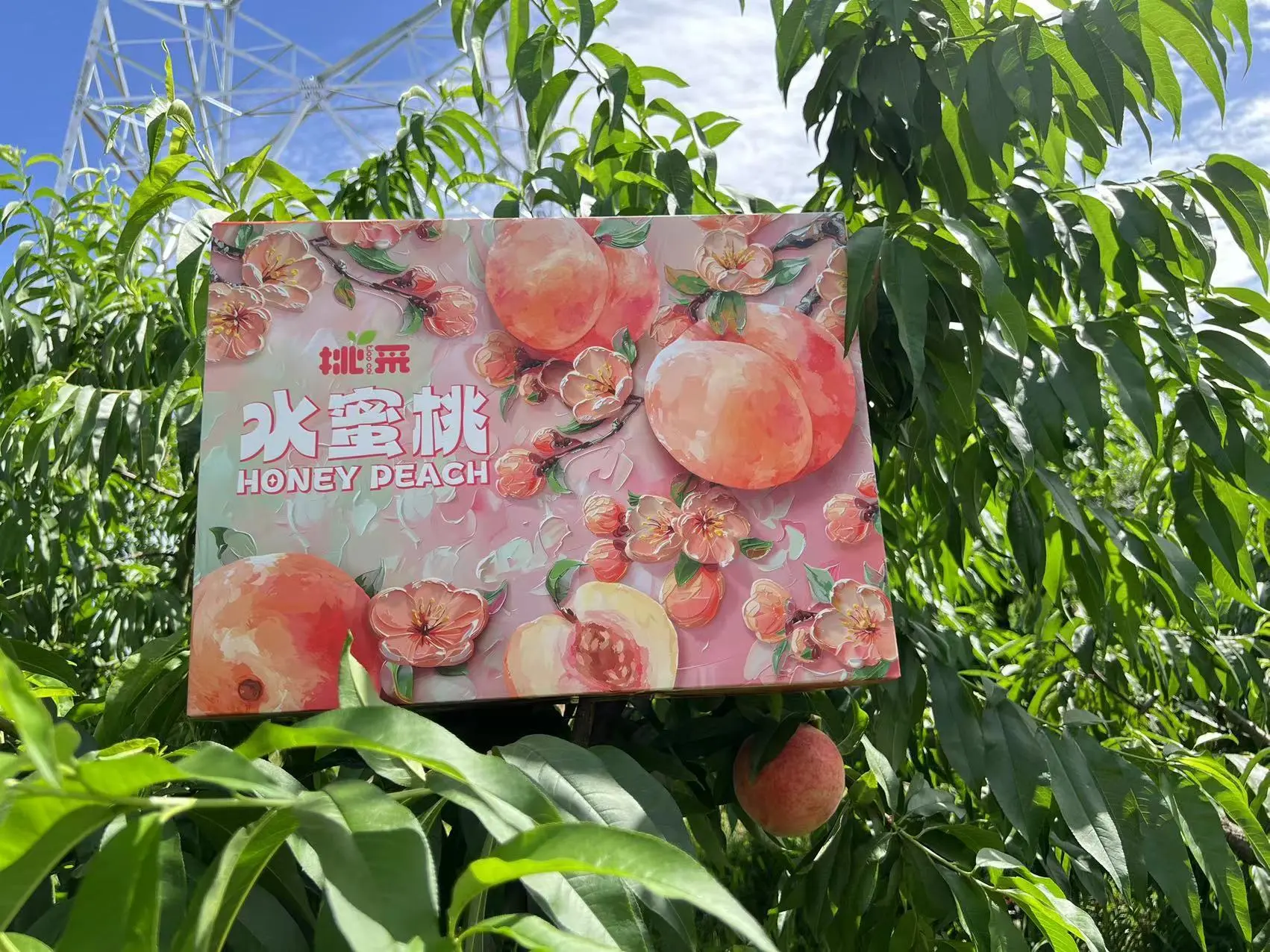 龙泉驿水蜜桃