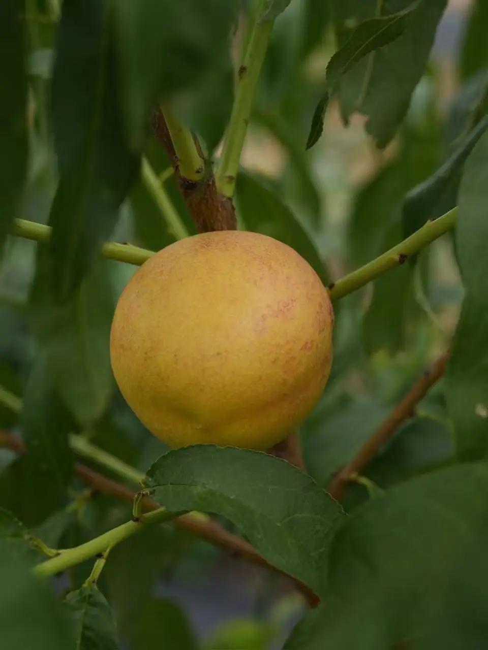 风味百蜜金香桃（新品种）