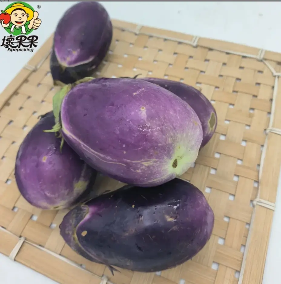 农家圆茄