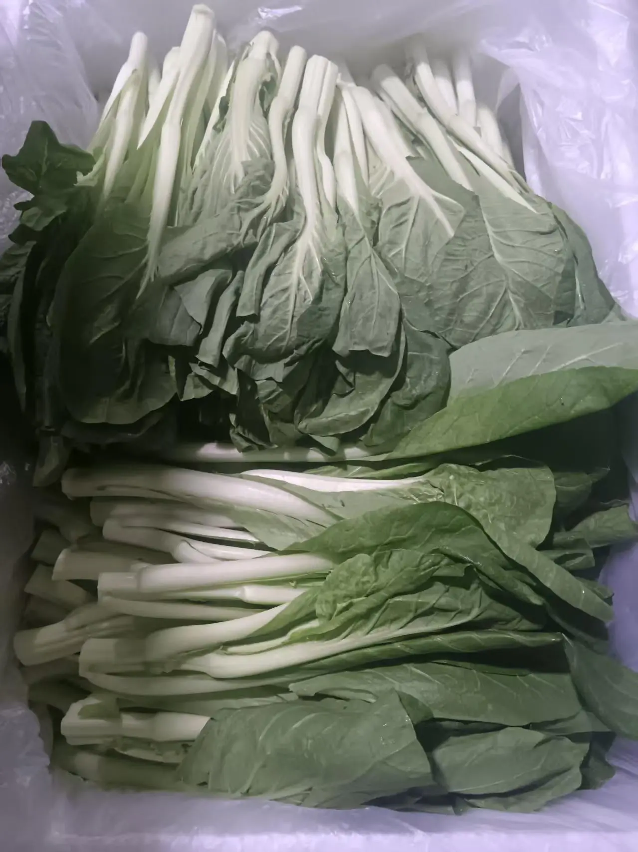 有机白菜苔