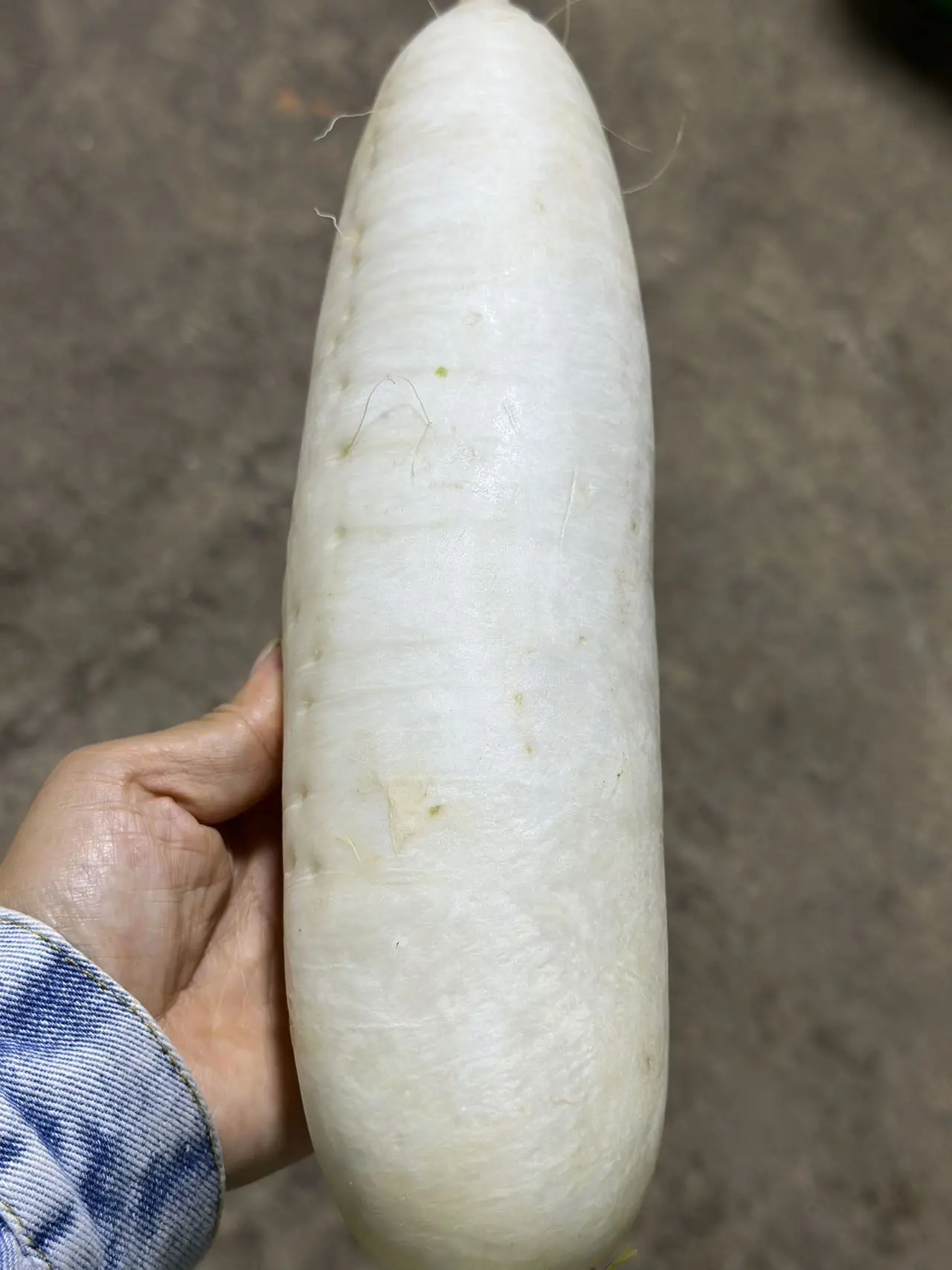 有机白萝卜