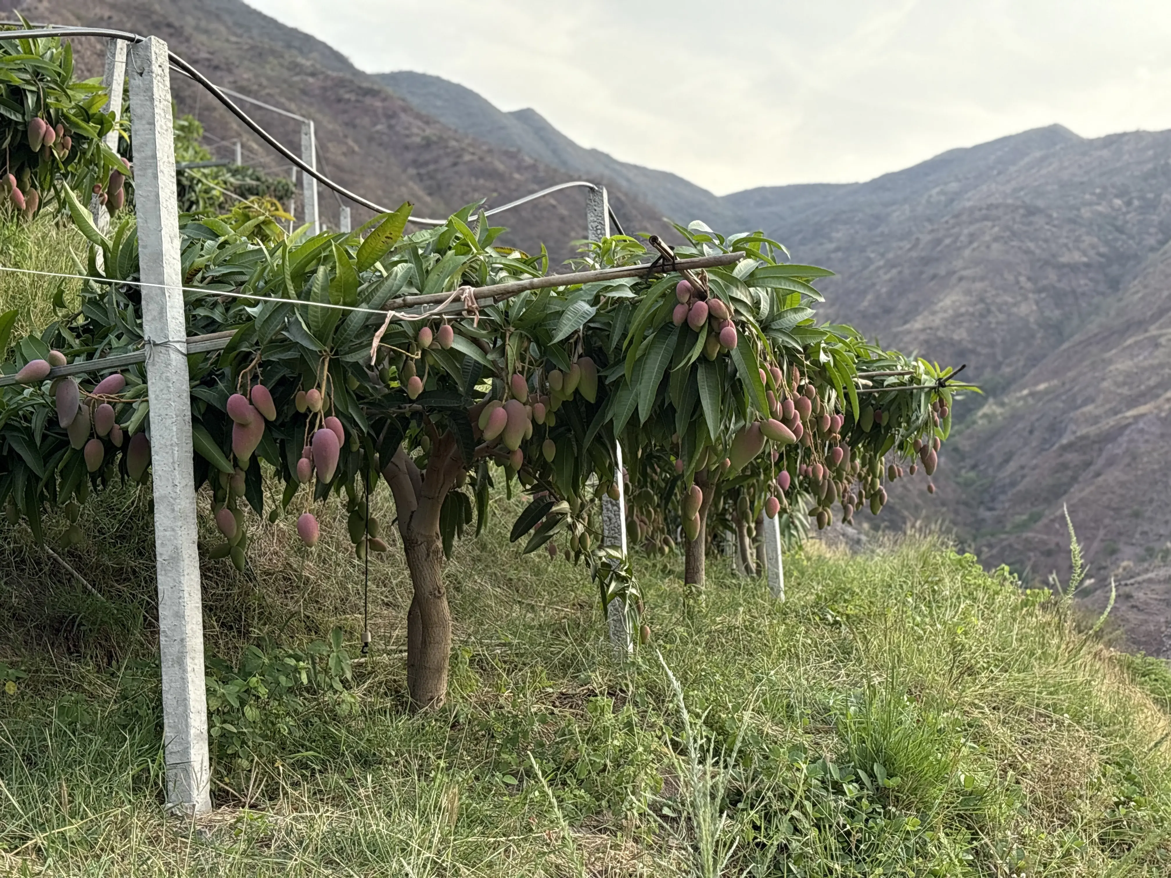 干热河谷山地大贵妃芒果（自然熟）