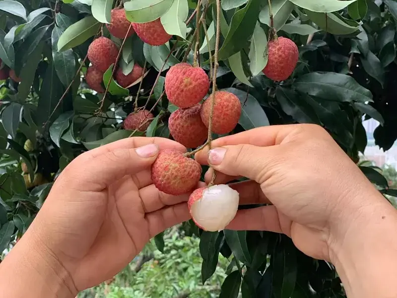 糯米糍荔枝