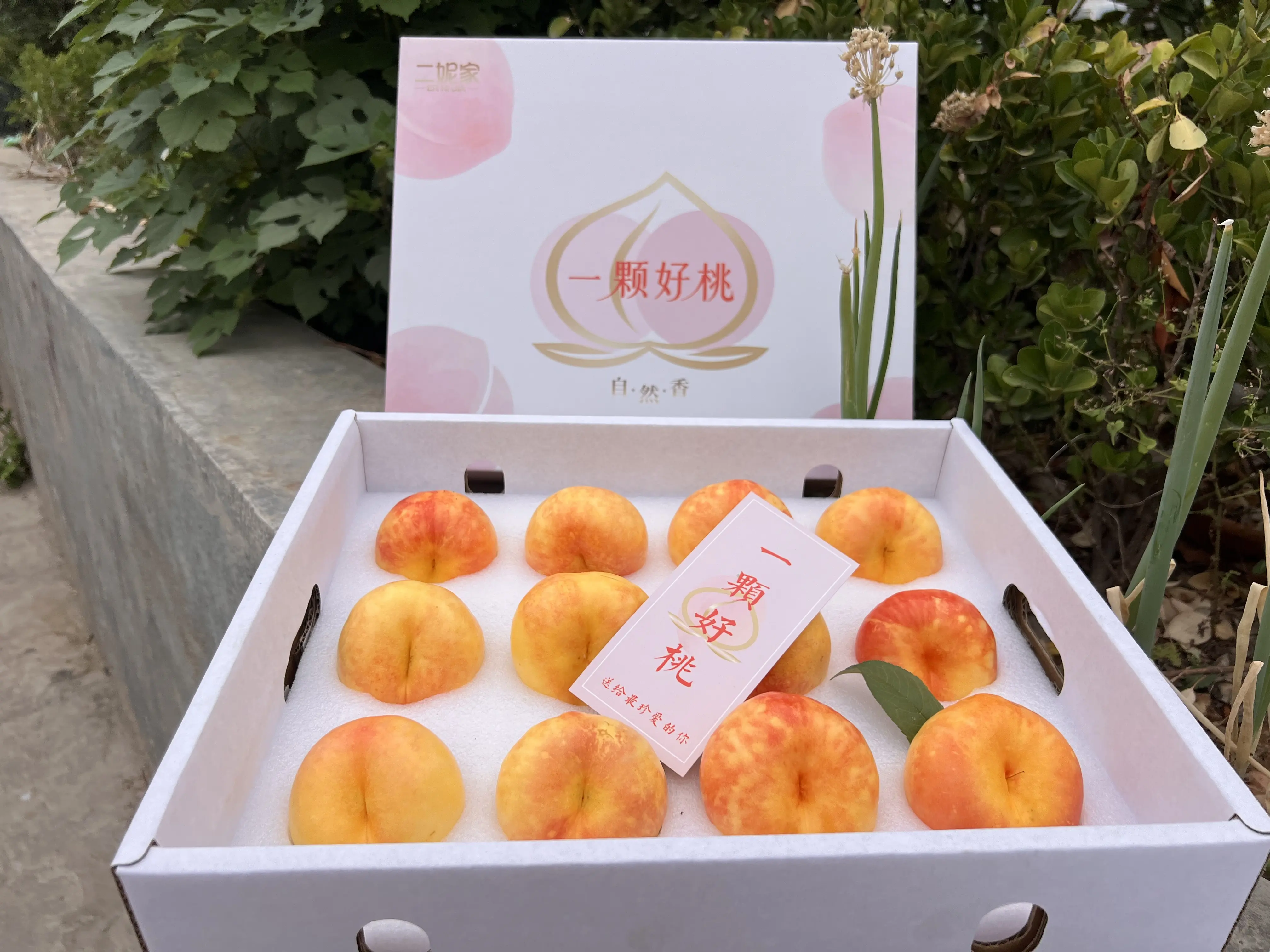彩虹油蟠桃